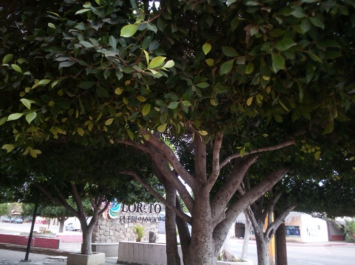 IMG_20190217_124854_316