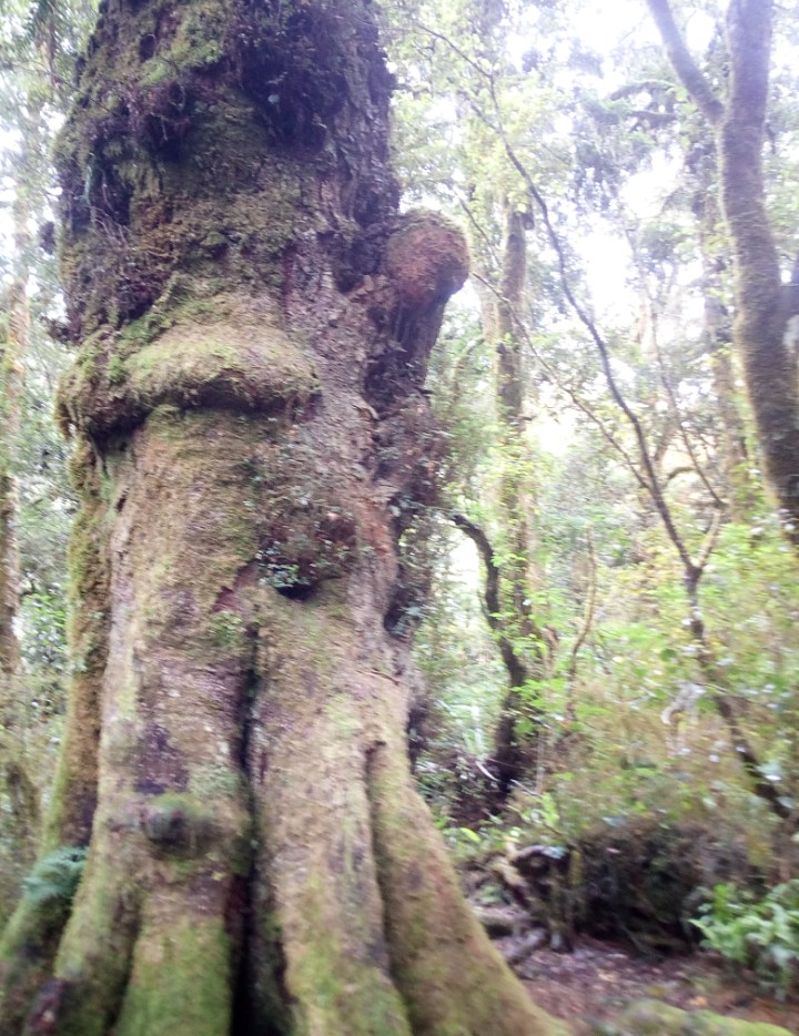 IMG_20190306_164152_668