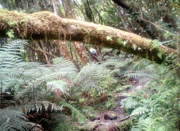 IMG_20190313_154315_652